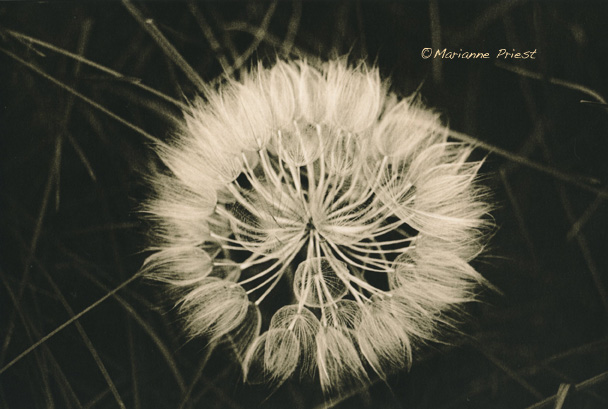 Awaiting The Wind