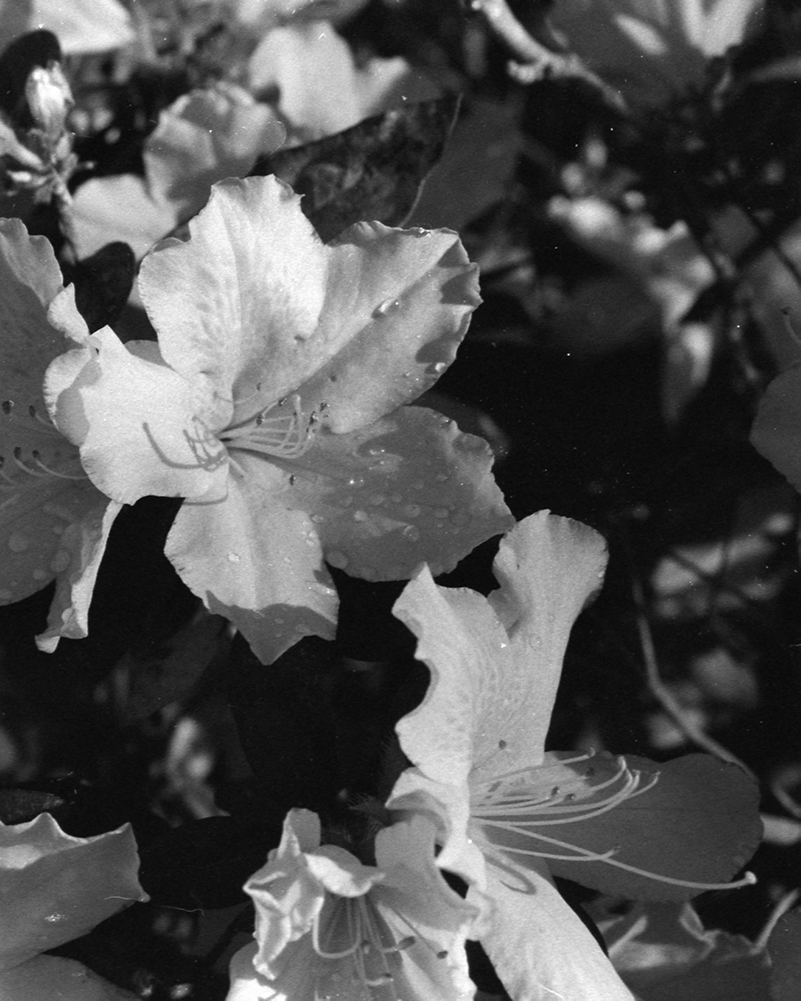 Azalea Blooms