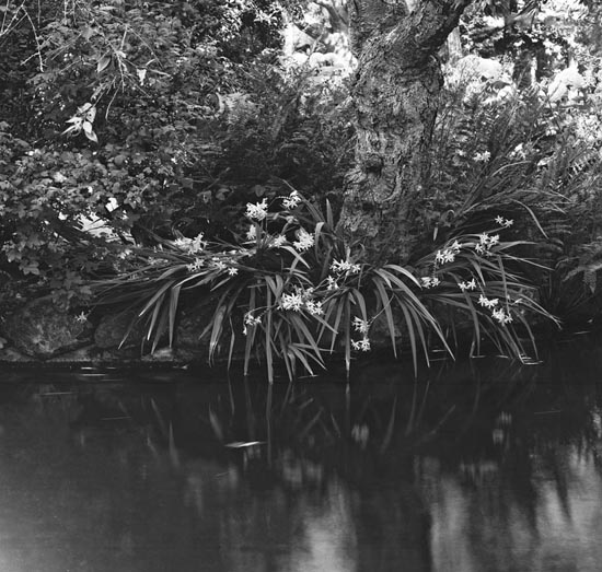 B&W Reflection