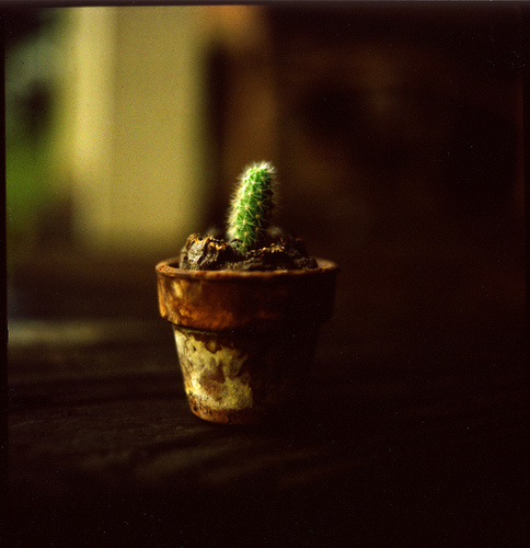 Baby Cactus