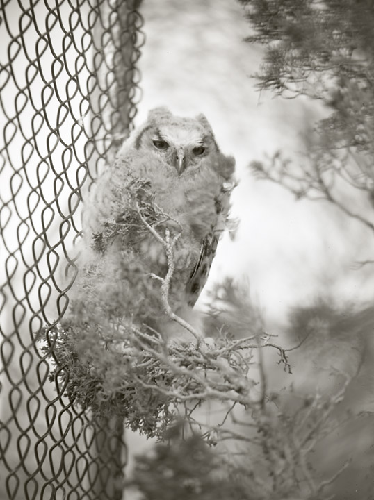 Baby Owl