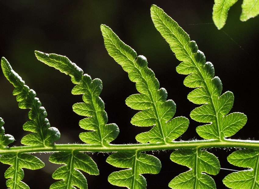 Back lit fern