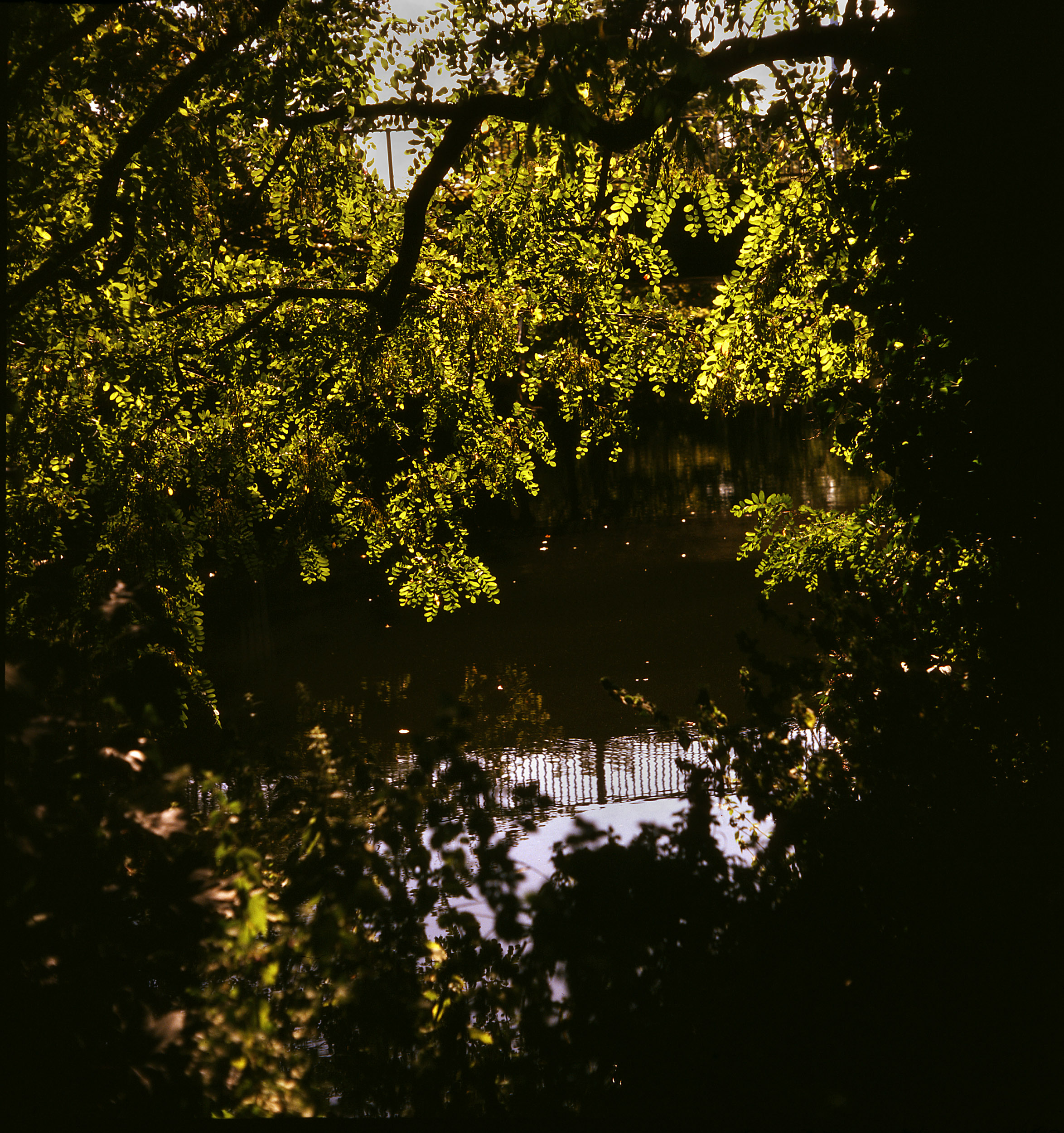 Back-Lit Leaves, River Can
