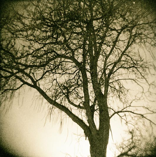 back lit tree