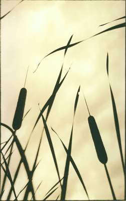 Backlight