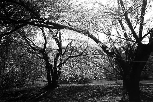 Backlit cherries