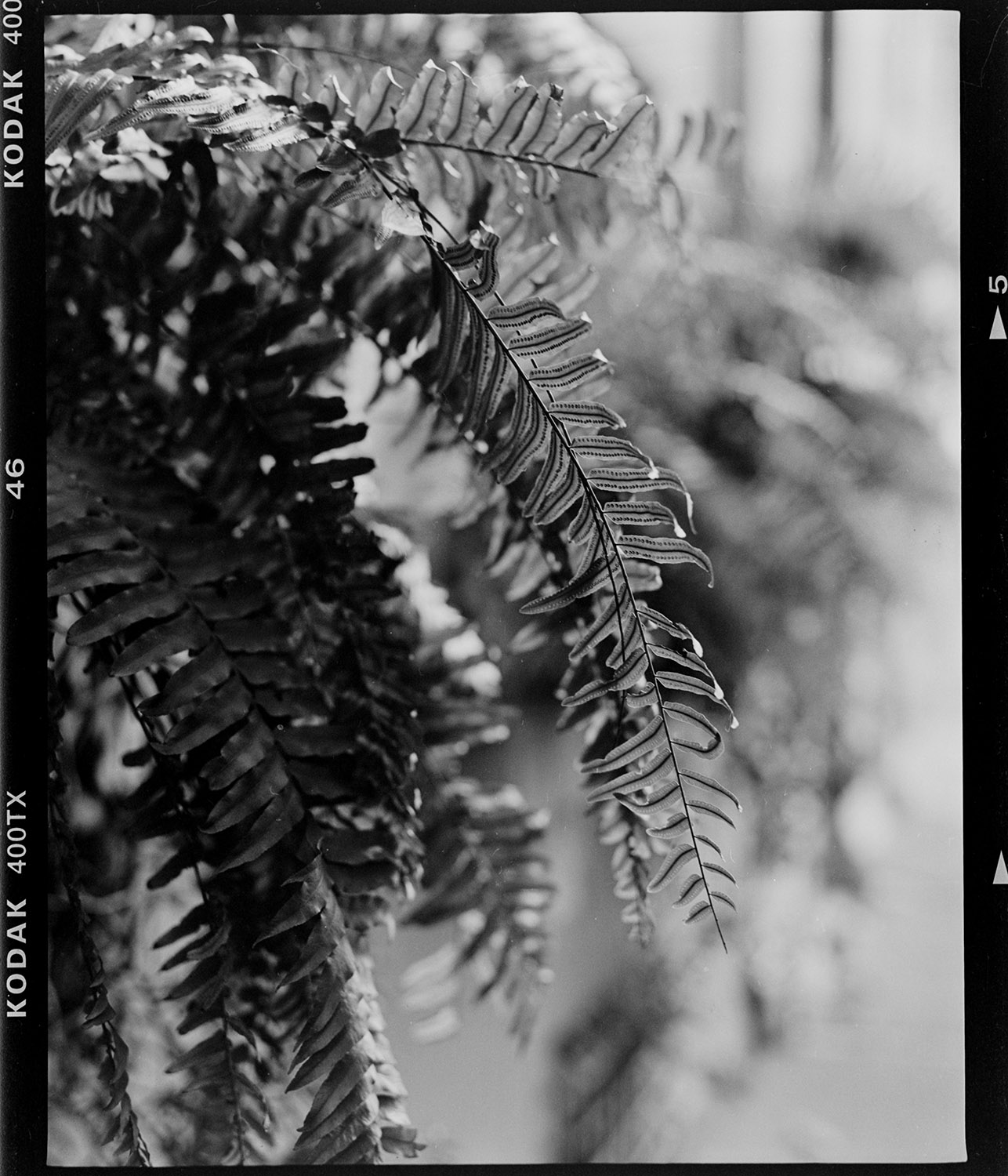 Backlit Fern, Roma Norte