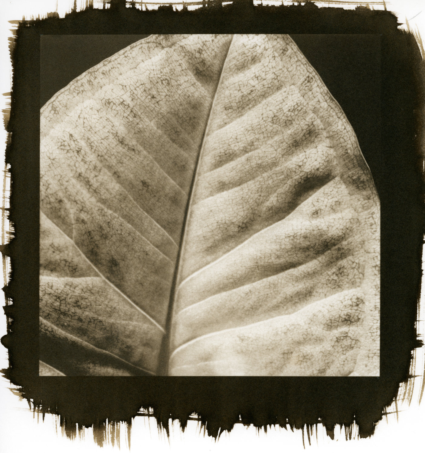 Backlit Leaf - Selenium Toned Kallitype