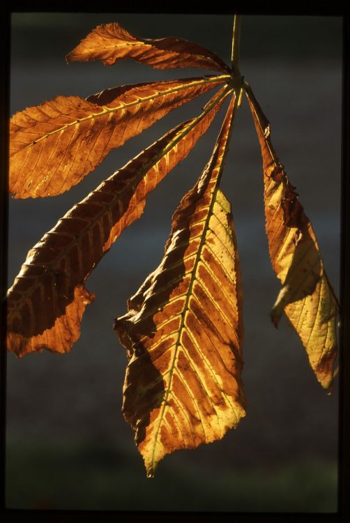 Backlit Leaves.