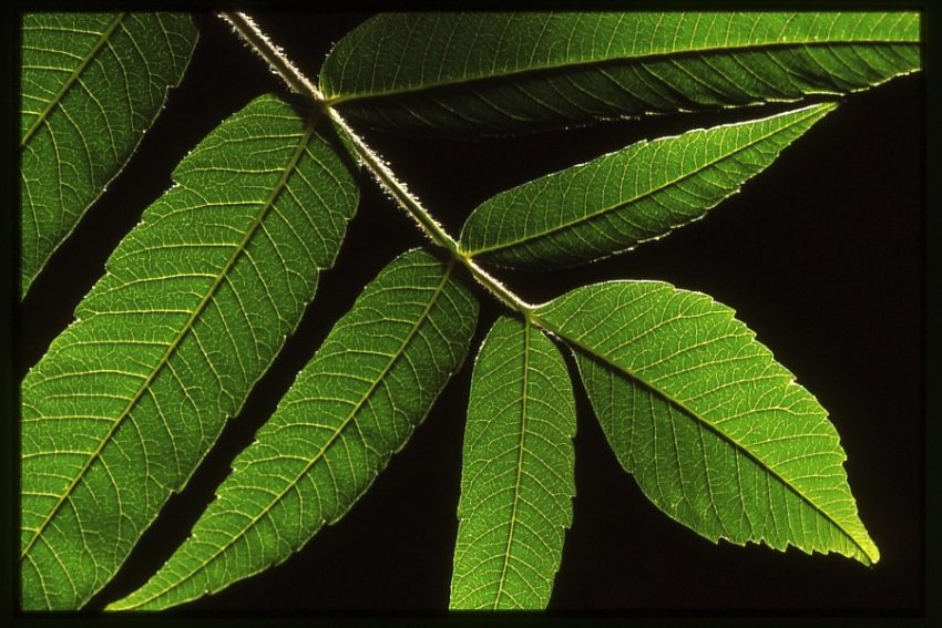 Backlit Leaves.