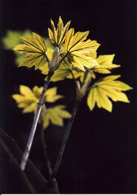 Backlit Leaves.