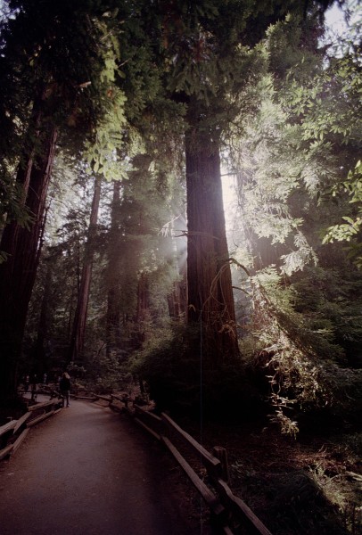 Backlit Redwood, Muir Woods