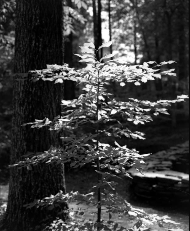 Backlit Tree Slave Cemetary