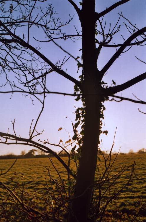 Backlit Tree- St Helens