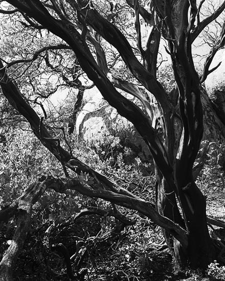 Backlit Tree
