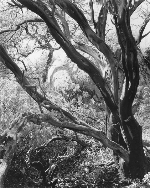 Backlit Tree