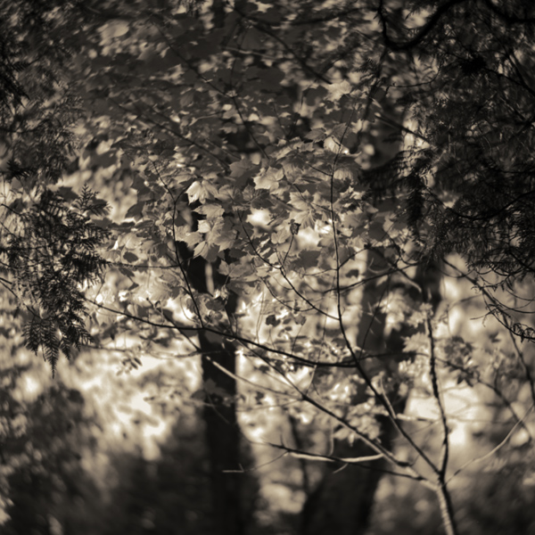 Backlit Trees