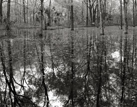 backyard 1