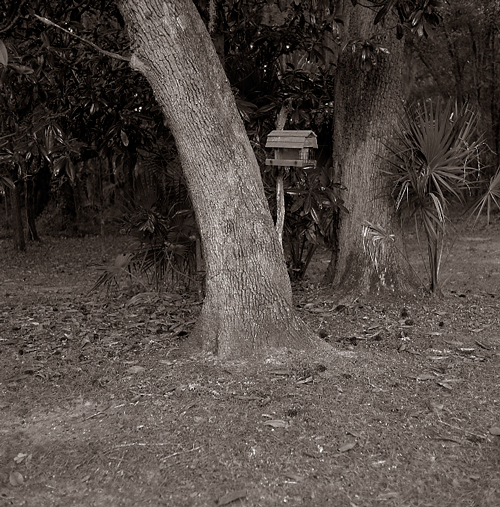 backyard 113