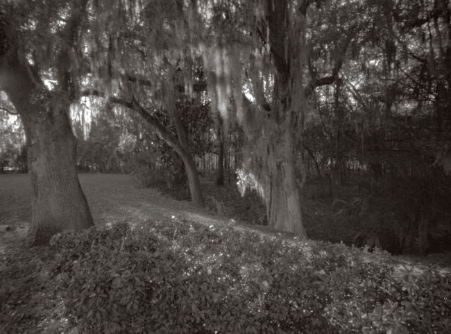 backyard 2012
