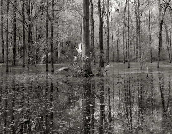 backyard 3