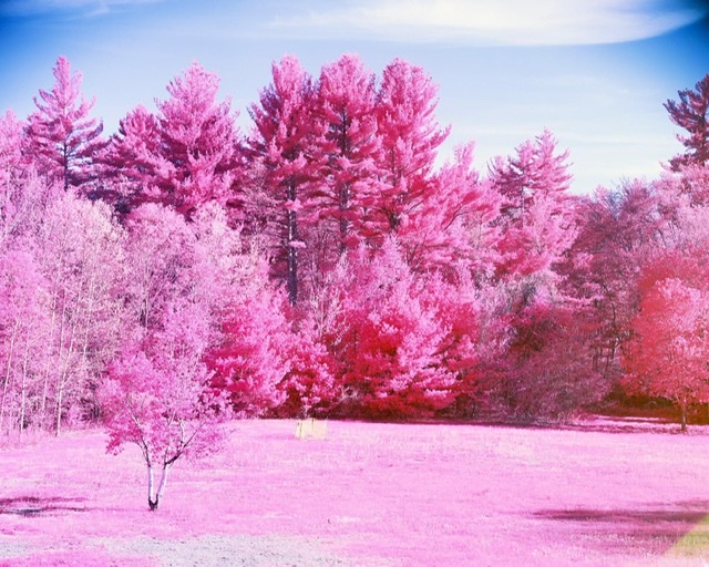Backyard Aerochrome