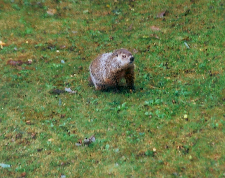 Backyard Critter