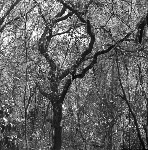 backyard image 1