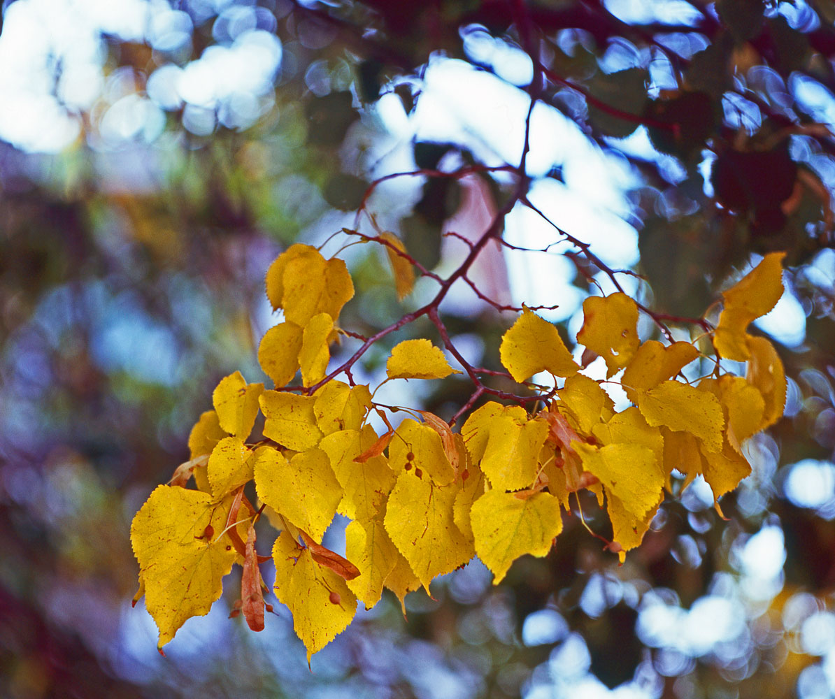 Backyard Leaves