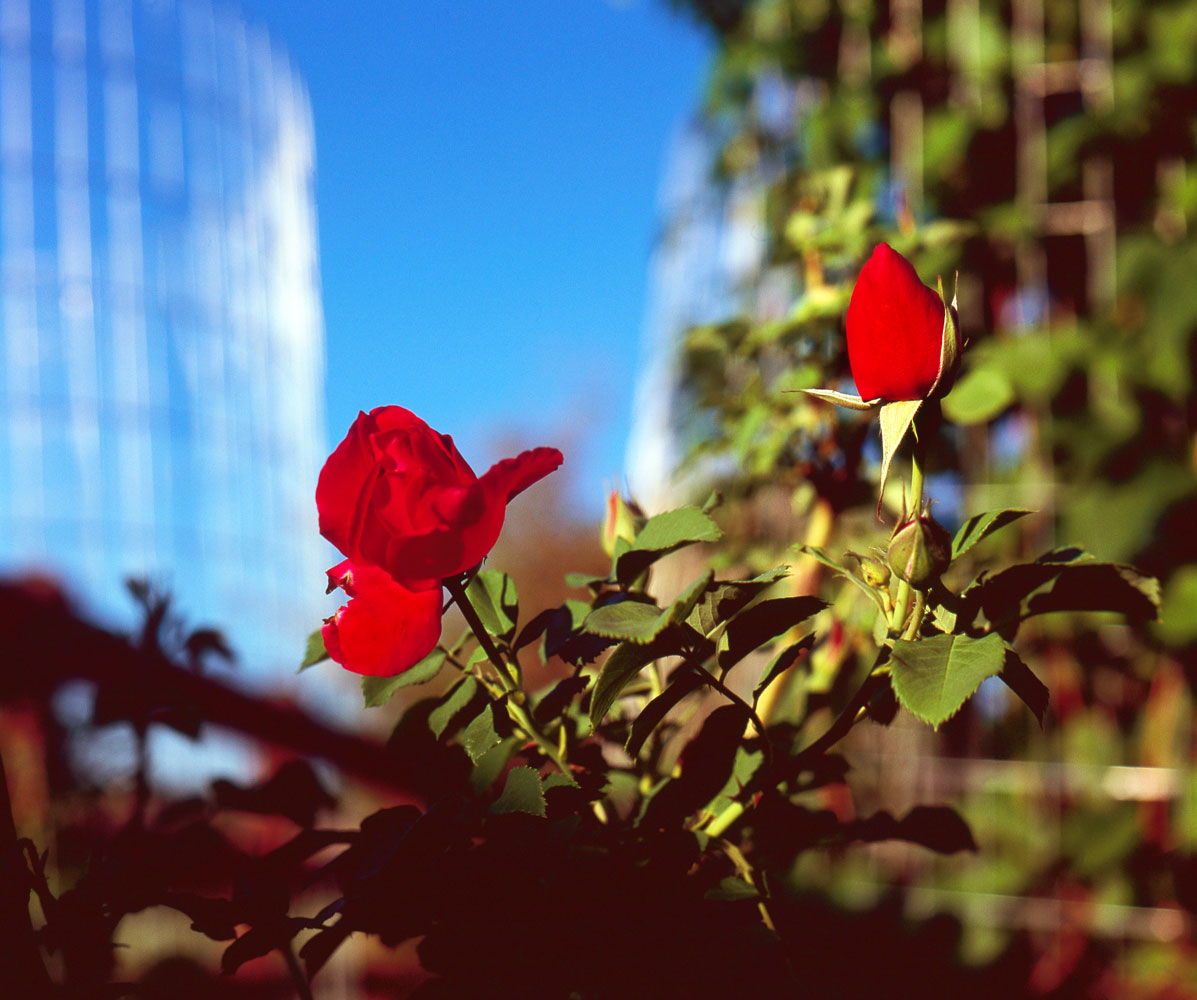 Backyard Roses