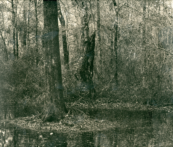 Backyard Scene 22
