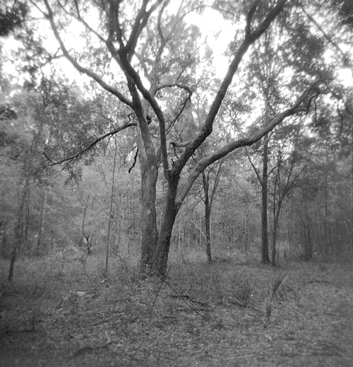 backyard scene 224