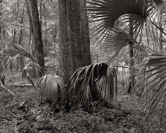 backyard scene 263