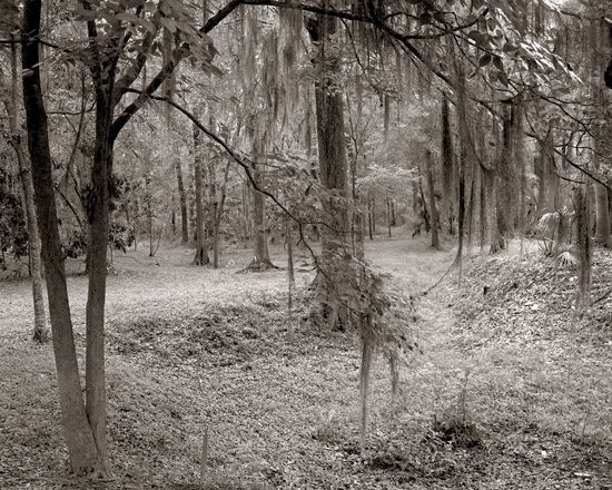backyard scene 264