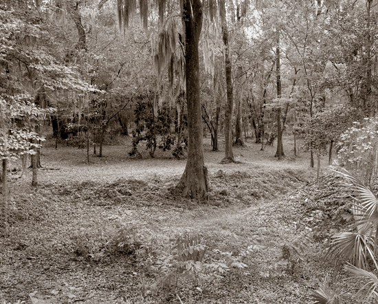 backyard scene 267