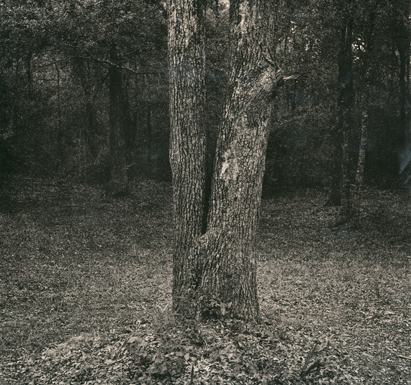 Backyard Scene 31