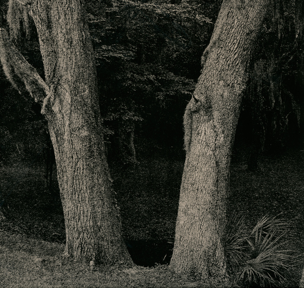 Backyard Scene 33