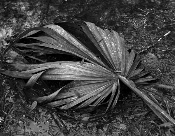 Backyard Scene 5