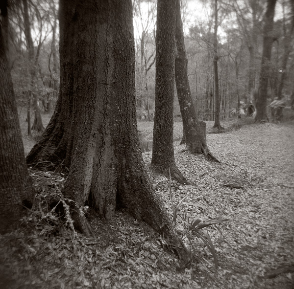 Backyard Scene 61