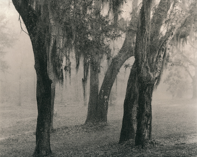Backyard Scene19