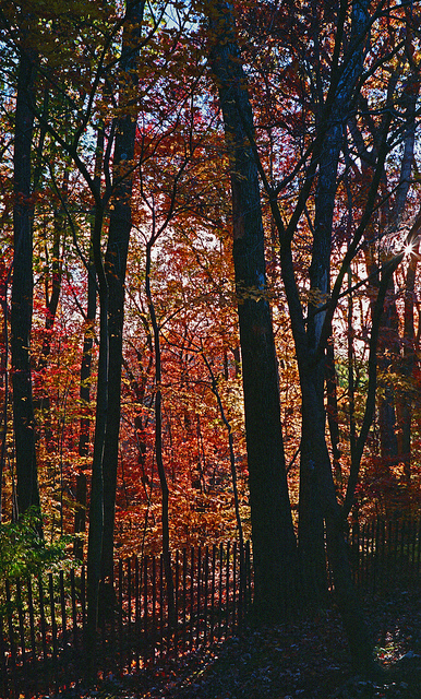 Backyard Woods