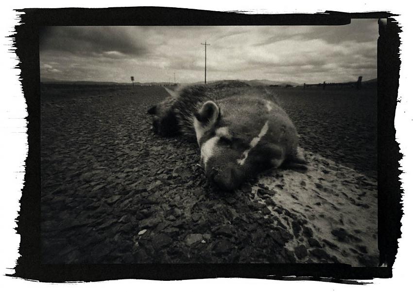 Badger on Pocahontas Road