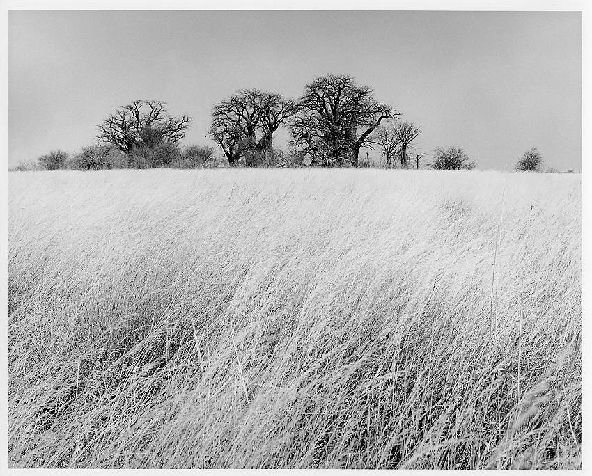 Baines' Baobabs