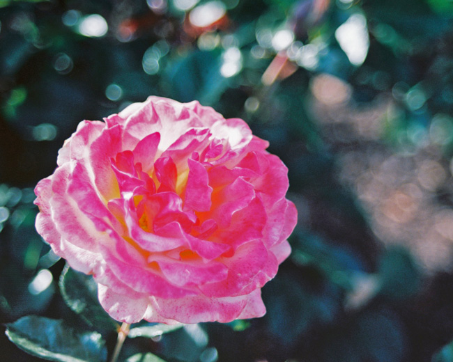 Balboa Park Flowers