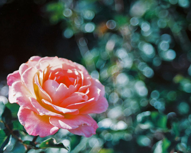 Balboa Park Flowers