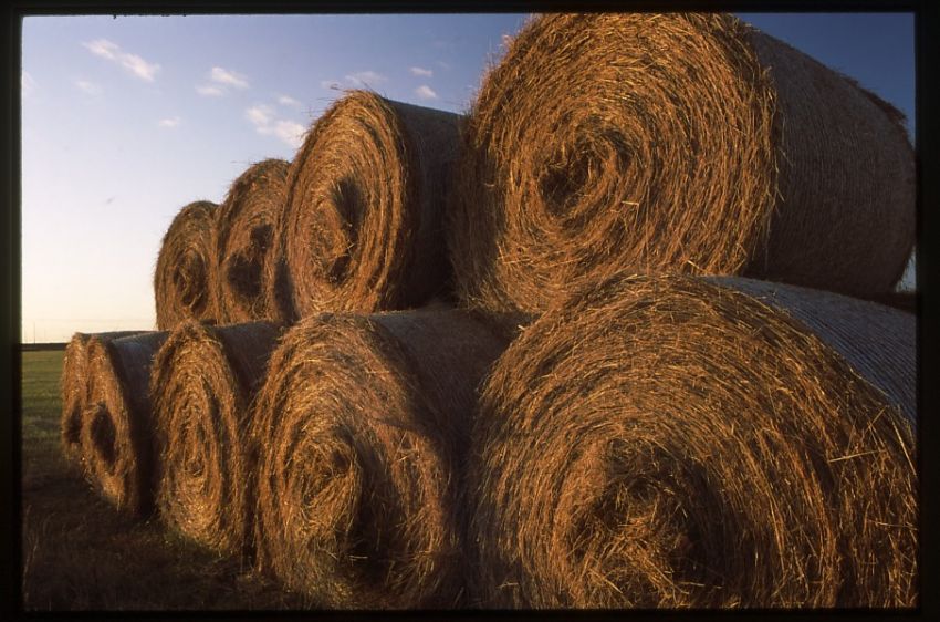 Bales of Hay.