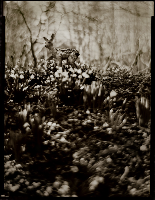 bambi....