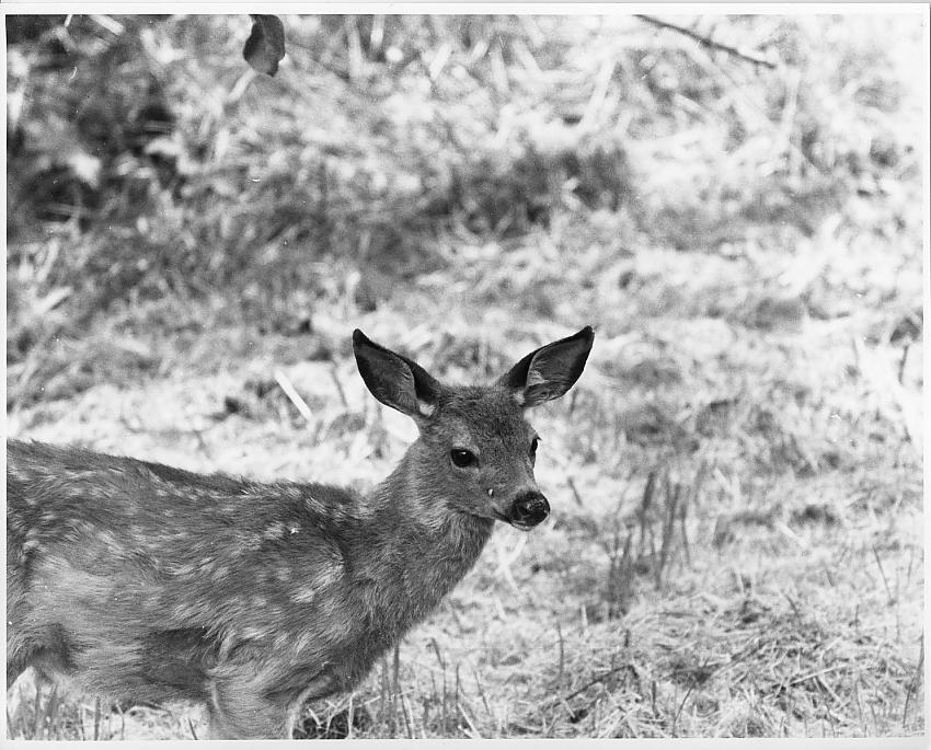 Bambi