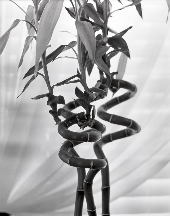 Bamboo #2
