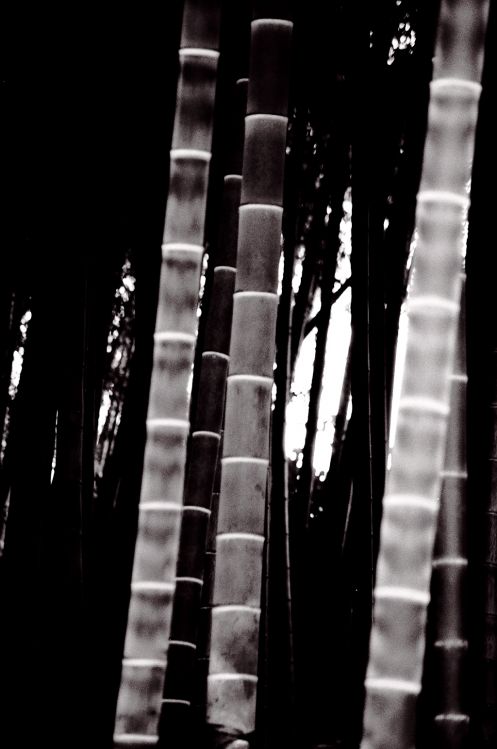Bamboo at the Zoo